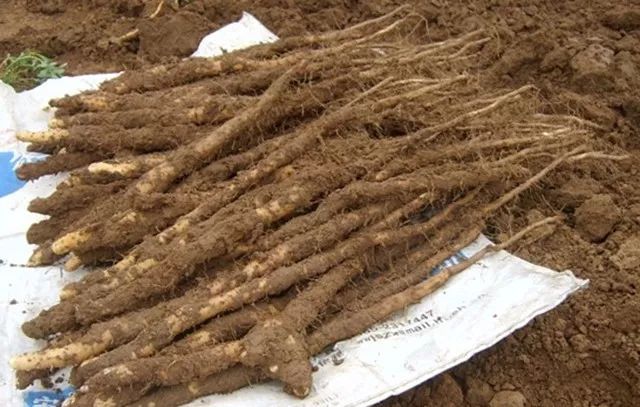 【华体会体育hth官方网站】曾跟武磊比肩的新星如今成申花鸡肋!新援加盟将让他无球可踢(图4) hth官网入口