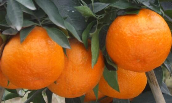 重庆斯威手握保级主动权!球迷直言下赛季俱乐部必须留下他“华体会体育hth官方网站”(图1) hth官网入口