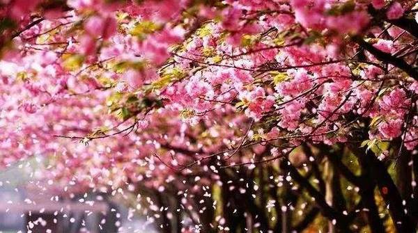 华体会体育hth官方网站